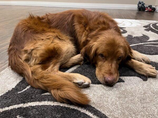 ADOPTED 1/5/23 Ripp-6/7 years old (Male) - Image 2