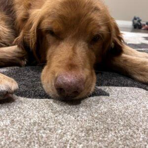 ADOPTED 1/5/23 Ripp-6/7 years old (Male)