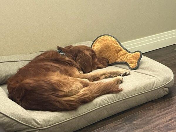 ADOPTED 1/5/23 Ripp-6/7 years old (Male) - Image 4