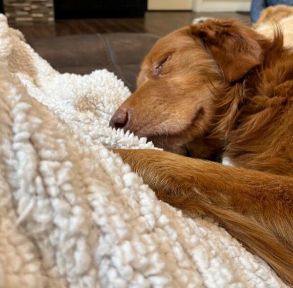 ADOPTED 1/5/23 Ripp-6/7 years old (Male) - Image 5