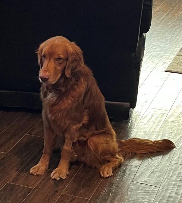 ADOPTED 1/5/23 Ripp-6/7 years old (Male) - Image 6