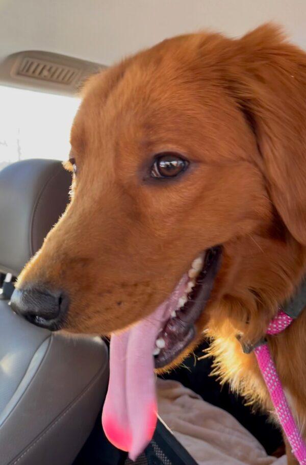 ADOPTED 2/11/23 Canelo-1 year old (Male) - Image 2