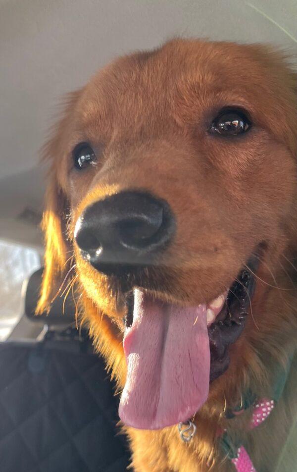 ADOPTED 2/11/23 Canelo-1 year old (Male) - Image 4