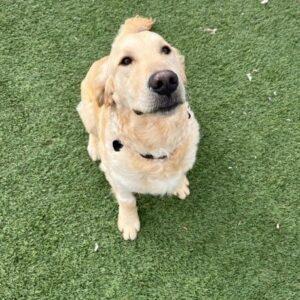 ADOPTED 2/11/23 Charlie-9 months old (Male)