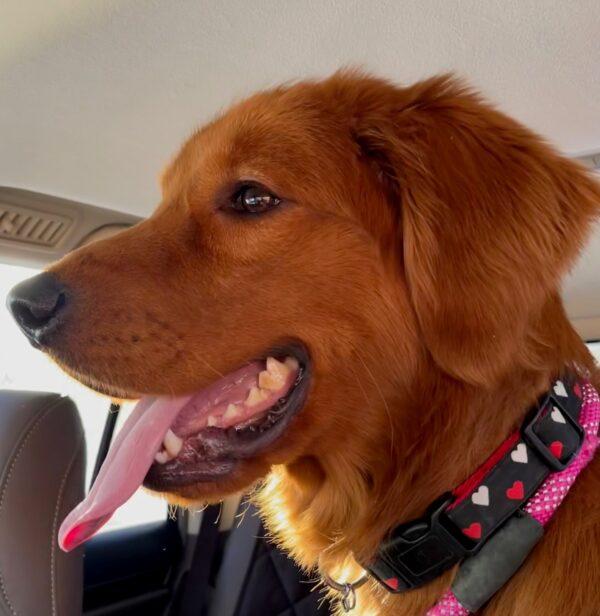 ADOPTED 2/11/23 Canelo-1 year old (Male) - Image 3