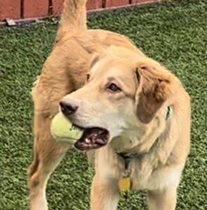 ADOPTED 2/7/23 Miles-7 months old (Male) Golden Retriever mix