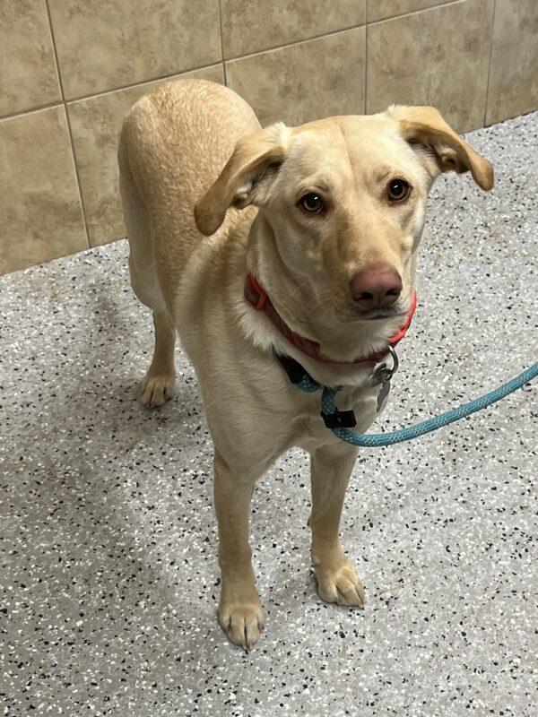 Molly-10 months old (Female) - Image 2