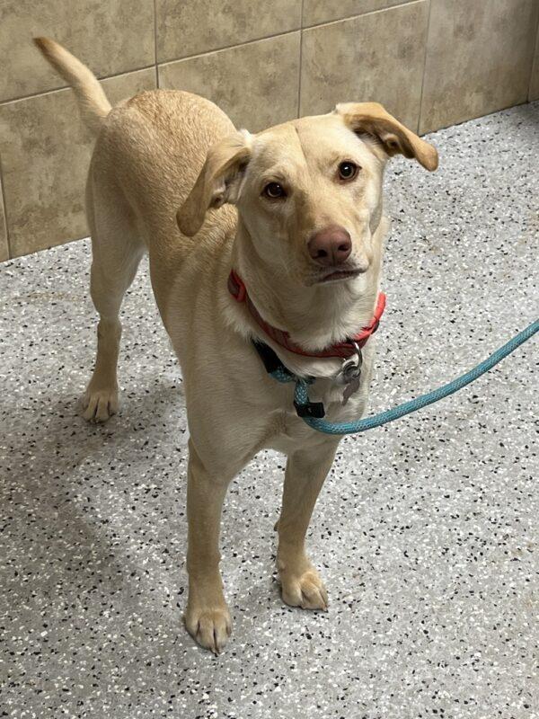 Molly-10 months old (Female) - Image 3