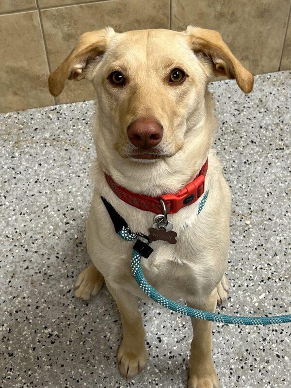 Molly-10 months old (Female) - Image 4
