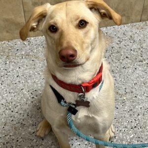 Molly-10 months old (Female)