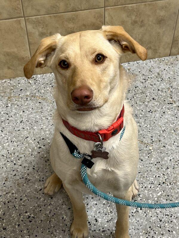 Molly-10 months old (Female)