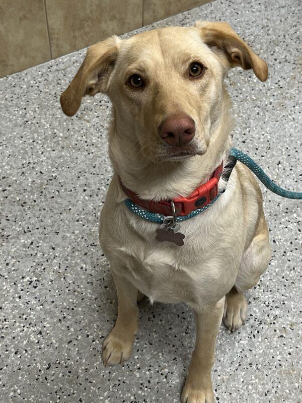 Molly-10 months old (Female) - Image 7