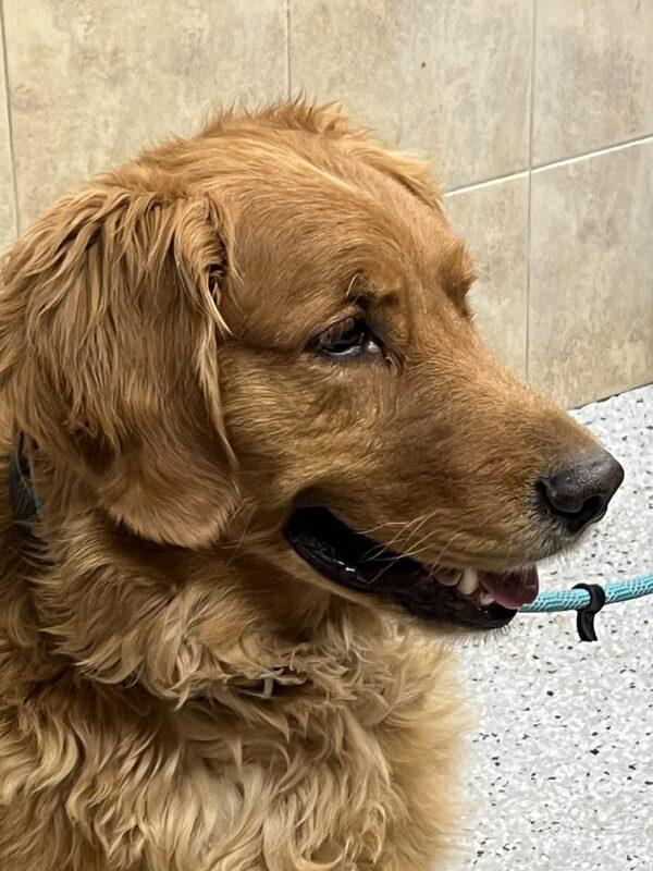 ADOPTED 2/18/23 Lincoln-7 years old (Male) - Image 4