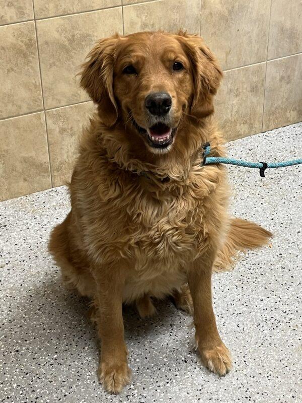 ADOPTED 2/18/23 Lincoln-7 years old (Male) - Image 5