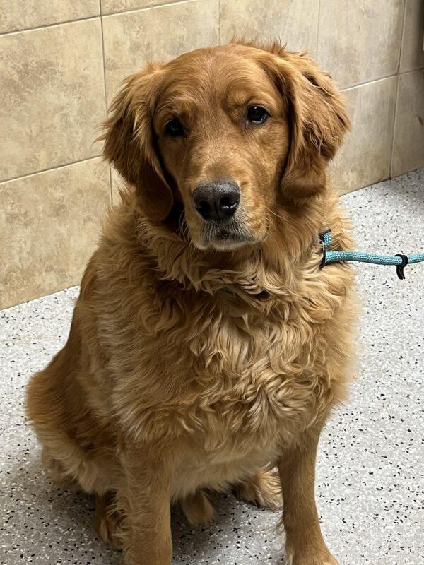 ADOPTED 2/18/23 Lincoln-7 years old (Male) - Image 6