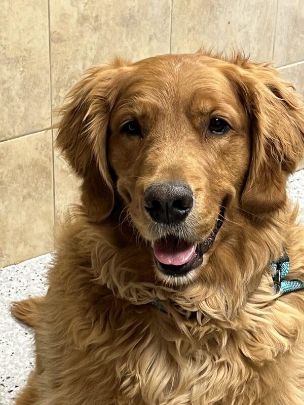 ADOPTED 2/18/23 Lincoln-7 years old (Male) - Image 7