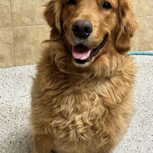 ADOPTED 2/18/23 Lincoln-7 years old (Male)