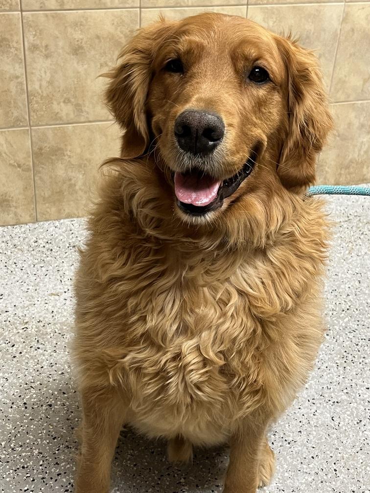 Golden retriever shop 7 years old