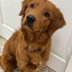 ADOPTED 2/11/23 Canelo-1 year old (Male)