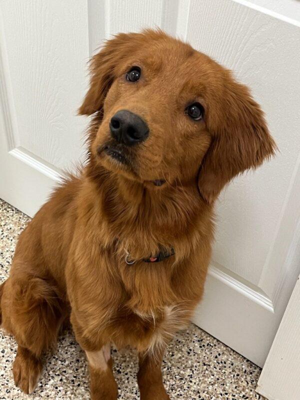 ADOPTED 2/11/23 Canelo-1 year old (Male)