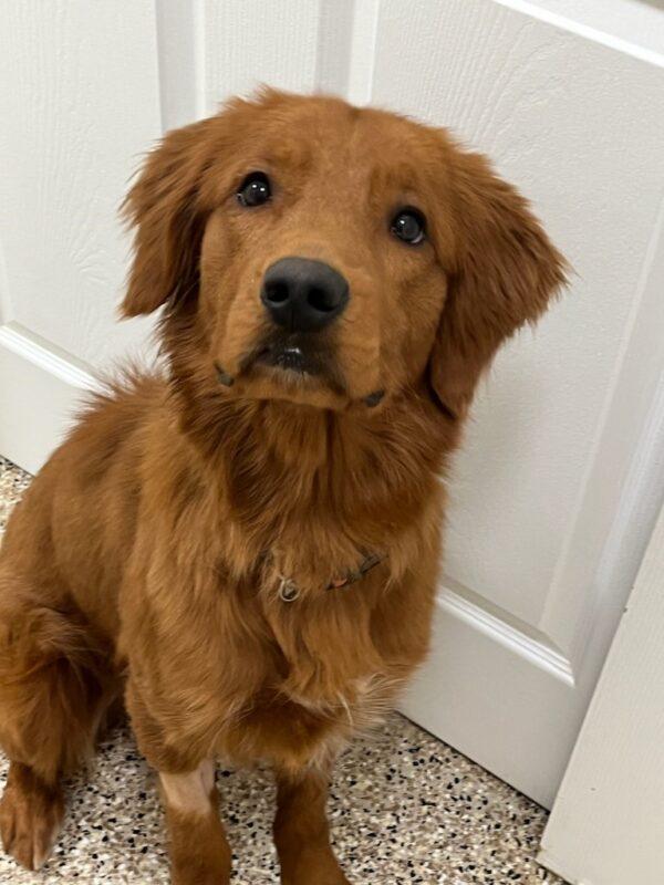 ADOPTED 2/11/23 Canelo-1 year old (Male) - Image 8