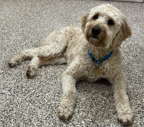 ADOPTED 2/10/23 Pasha-4 years old (MALE) Goldendoodle - Image 6