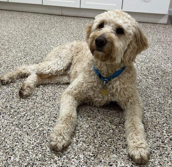 ADOPTED 2/10/23 Pasha-4 years old (MALE) Goldendoodle - Image 7