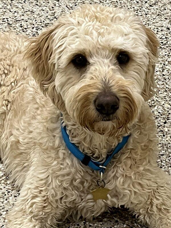 ADOPTED 2/10/23 Pasha-4 years old (MALE) Goldendoodle - Image 8
