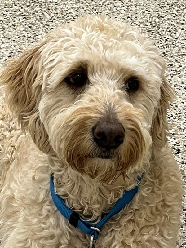 ADOPTED 2/10/23 Pasha-4 years old (MALE) Goldendoodle