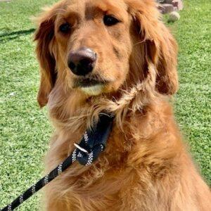 ADOPTED! Winnie-3.5 years old (Female) Goldendoodle