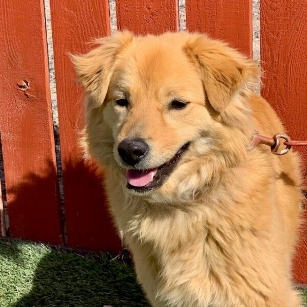 ADOPTED 3/19/23 Pip-2.5 years old (Female) - Image 3
