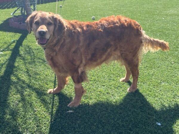 Adopted 3/17/23 Stella-Female (6 years old) - Image 3