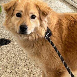 ADOPTED 3/19/23 Pip-2.5 years old (Female)
