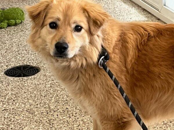 ADOPTED 3/19/23 Pip-2.5 years old (Female)