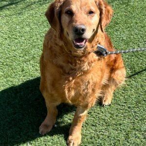 Adopted 3/17/23 Stella-Female (6 years old)