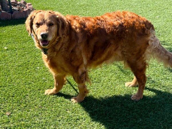 Adopted 3/17/23 Stella-Female (6 years old) - Image 6