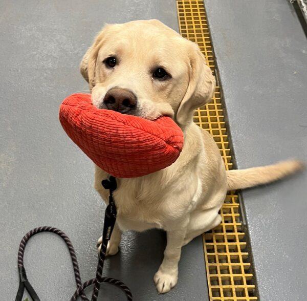 Adopted 4/1/23 Hank-3 years old (Male) Yellow Lab - Image 4
