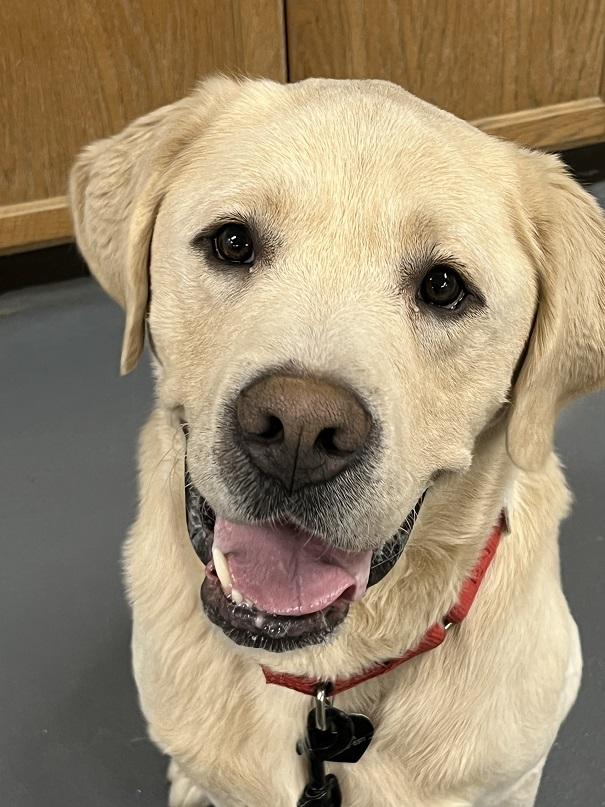 Yellow lab male 2025