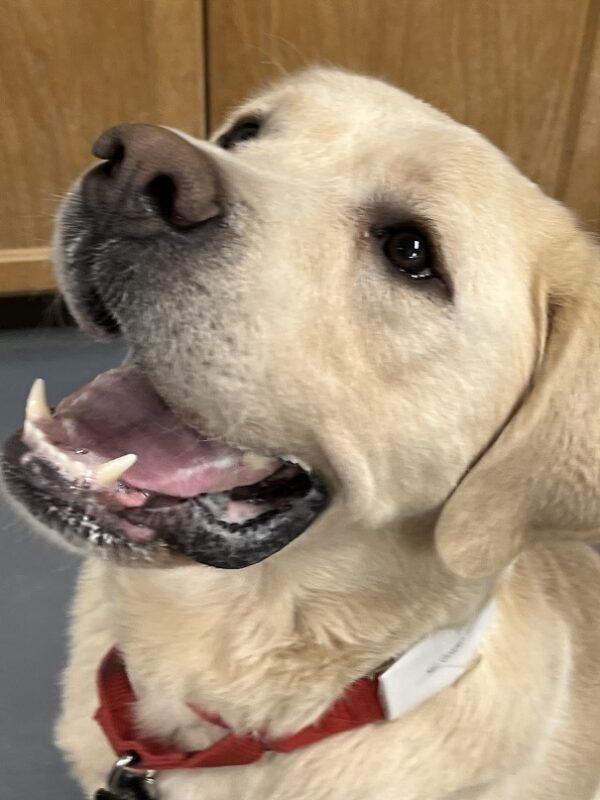 Adopted 4/1/23 Hank-3 years old (Male) Yellow Lab - Image 6
