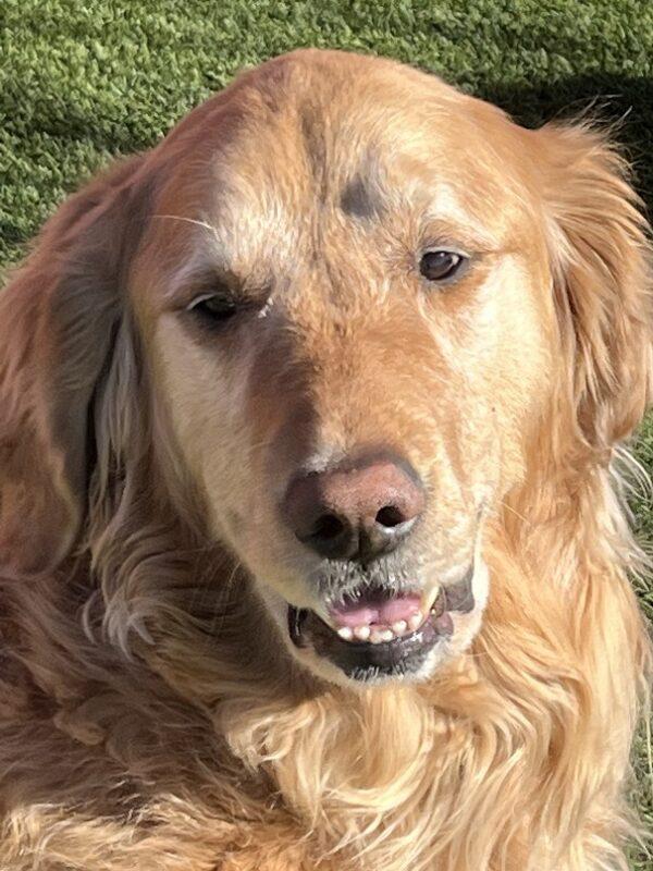 ADOPTED 3/12/23 Denali-6 years old (Male) - Image 5