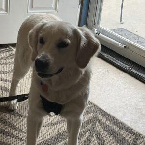 ADOPTED 4/1/23 Cooper-10 months old (Male)