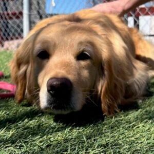 ADOPTED 4/16/23 Nora-2 years old (Female)