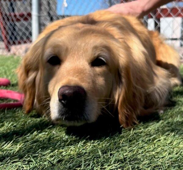 ADOPTED 4/16/23 Nora-2 years old (Female)