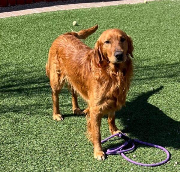 ADOPTED 5/4/23 Buddy II-7 years old (Male) - Image 2