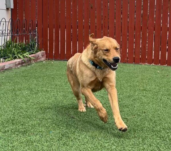 ADOPTED 6/10/23 Benji-1.5 years old (Male) Golden Lab mix - Image 2