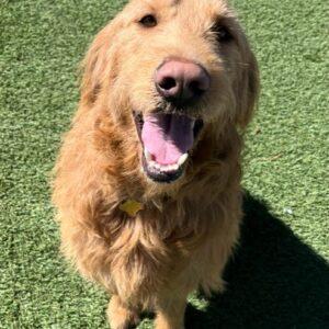 ADOPTED 4/8/23 Jimmy-3 years old (Male) Goldendoodle