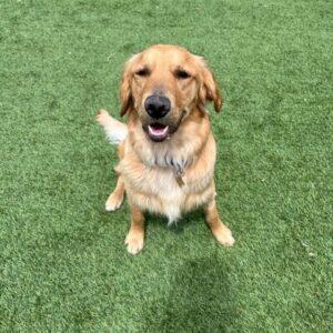 ADOPTED 4/28/23 Dallas-11 months old (Male)