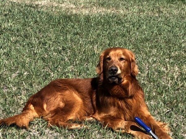 ADOPTED 4/22/23 Patrick-5 years old (Male) - Image 11