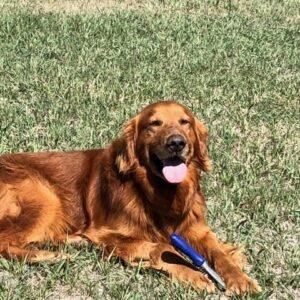 ADOPTED 4/22/23 Patrick-5 years old (Male)