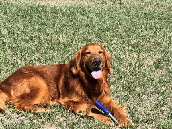 ADOPTED 4/22/23 Patrick-5 years old (Male)